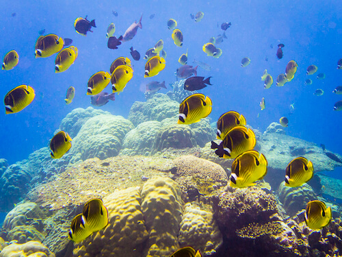 christmas island swell lodge photo tour example 27